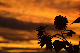 We did not find results for: Sunflower Sunsets Mandy Kidd Prints