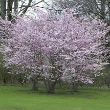 Winterkirsche Autumnalis Prunus Subhirtella Autumnalis Gunstig Online Kaufen Garten Pflanzen Gartenbaume Pflanzen
