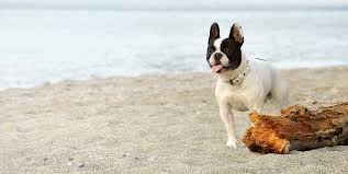 Santa rosa was a great place to work as an activities manager. Welcome To Montecito Veterinary Center Gp Veterinarians