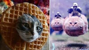 Make a difference in an animal's life today! Belgians Tweet Cat Pics In Following Orders Not To Reveal Police Action Cbc News