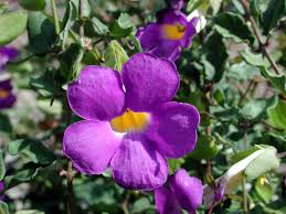 Image result for Thunbergia