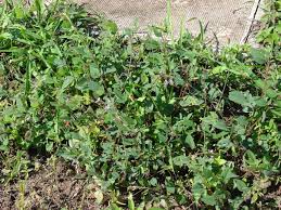 Image result for Desmodium tortuosum