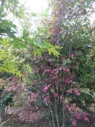 紅葉ではなく紫葉になりました タシロ