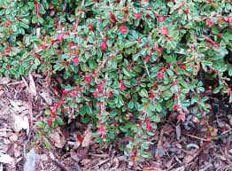 Image result for Cotoneaster microphyllus