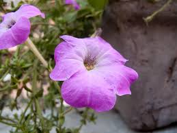 We did not find results for: A Photo Of A Purple Trumpet Shaped Flower Photograph By Ashish Agarwal