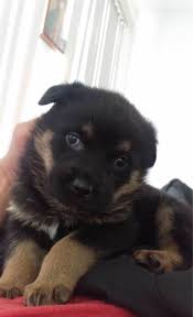 The german shepherd dog is unusually intelligent and unconditionally loyal, obedient, brave, and protective. My Brother S German Shepherd Rottweiler Mix Puppy Reddit Meet Mia Imgur