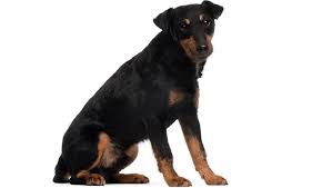 Image result for jagdteriér