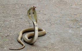 Snakes are elongated, limbless, carnivorous reptiles of the suborder serpentes / s ɜːr ˈ p ɛ n t iː z /. Delhi Records 8 More Species Of Snakes The Hindu