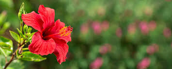 Blooming time can be enjoyed december through late june. A Guide To Indian Blooms Flower Types And Uses