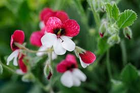 Image result for Pelargonium