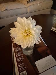 I planted 16 dahlias and this is my only flower! 😝😜