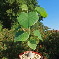 Image result for Pseudobombax