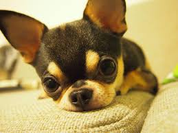 Perfect Little Apple Head Chihuahua Perros Chihuahua Perros Bonitos Mascotas