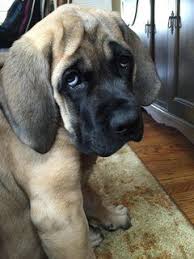 Large group of curious dogs and puppies looking up. Aww Misc English Mastiff Puppies English Mastiff Dog Mastiff Puppies