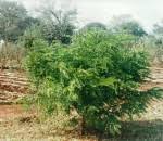 Image result for Cassia angolensis