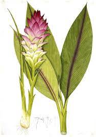 Botanical Fruit Tumeric Botanical Illustration Botanical Drawings Plant Illustration