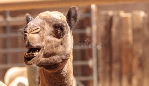 And from that day to this the camel always wears a humph (we call it 'hump' now, not to hurt his feelings); 137 Camelus Dromedaries Photos Free Royalty Free Stock Photos From Dreamstime