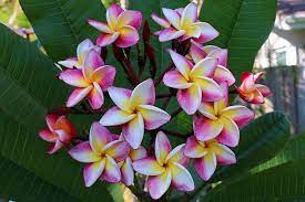 Plumeria Riviera Rainbow Plumeria Plumeria Flowers Colorful Flowers