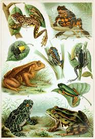 Frog Wikipedia