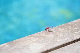 Libellule Piscine Insectes Photo Gratuite Sur Pixabay