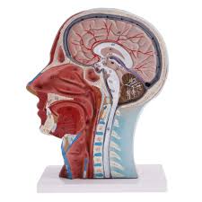It is the most complete reference of human anatomy available on web, ipad, iphone explore over 6700 anatomic structures and more than 670 000 translated medical labels. Almencla 1 1 Head Neck Superficial Nerve Vascular Muscle Model Human Skull Anatomy Amazon Co Uk Business Industry Science