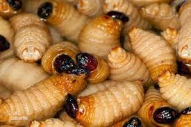 Selain makanan ini lazat, sudah tentu ianya. Makanan Asli Sabah Butod Butod Merupakan Sejenis Ulat Yang Boleh Didapati Di Dalam Batang Pokok Rumbia Yang Sedang Reput Ianya Juga Dikenali Sebagai Ulat Sagu Bahasa Melayu Dan Ulat Mulung Di