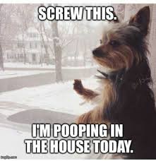 I M Pooping Inside Today Funny Animal Pictures Funny Dogs Funny Animals