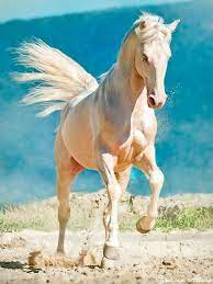 Stunning Horse Photography Gorgeous Creamy Colored Horse And Amazing Blue Background Horses Beautiful Horses Pretty Horses