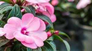 Image result for Impatiens irvingii
