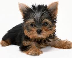 Yorkie poo designer puppies for sale in san francisco, california. Yorkies For Sale In Orange County Ca Yorkie Baby Dolls Yorkies For Sale In Southern California