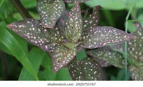 Image result for Hypoestes triflora
