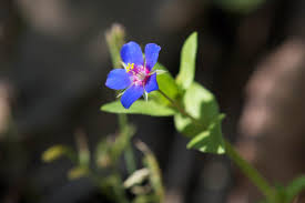 Image result for Anagallis kochii