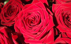 For over 40 years, we've been your destination for truly original #flowers & #gifts! Red Roses Flowers Petals Macro Photography 1125x2436 Iphone 11 Pro Xs X Wallpaper Background Picture Image