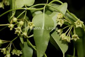 Image result for Marsdenia macrantha