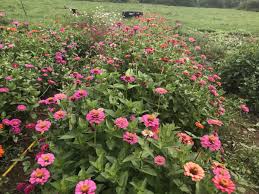 We did not find results for: How To Increase Your Vegetable Garden Yield By Planting Cut Flowers