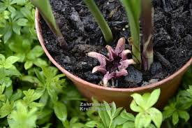 Image result for Kořenokvětka Aspidistra
