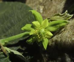 Image result for Grewia villosa