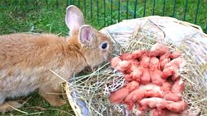 The mortality rate of baby rabbits is higher if you have show rabbits. Farmer Helps Mother Rabbit Giving Birth To Her 11 Babies On A Farm Youtube
