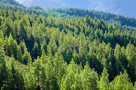 Con motivo de la celebración de hoy 5 de junio, los organizadores han decidido que. Dia Mundial Del Medio Ambiente 2021 Fundacion Aquae