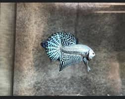 Gray Hybrid Alien Betta Pair Free Expedited Shipping Betta Betta Fish Aquarium Fish For Sale