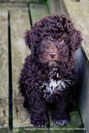 Check spelling or type a new query. 110 Lagotto Romagnolo Ideas Lagotto Romagnolo Water Dog Dogs