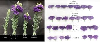 Image result for eustoma flamenco