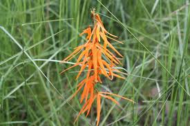 Image result for Platycoryne