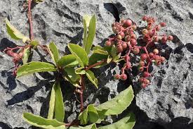 Image result for Cyphostemma congestum