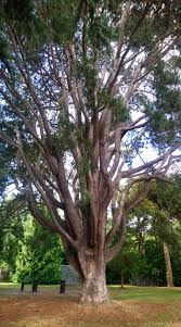 Image result for Acridocarpus natalitius