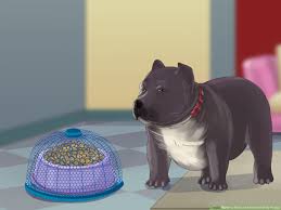 how to feed an american bully puppy 7 steps with pictures