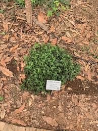 Image result for Priva flabelliformis