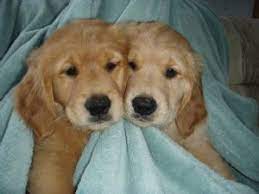 Our beautiful golden retriever narla has had a litter of puppies boys and girls. Golden Retriever Puppies In Washington