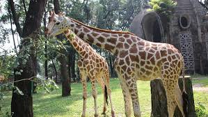 What it is is a very fun free roam game with plenty to do. Serba Serbi Wisata Ke Kebun Binatang Ragunan Jakarta Daerah Kita Sajian Artikel Ringan Dan Informatif Nusantara