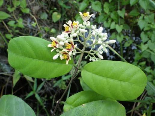 Pleioceras Baill. | Plants of the World Online | Kew Science